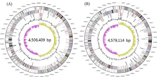 Genomic maps of D-PA-2_C12 (A) and E-AWRP-27_C17 (B) strains.