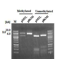 재조합 플라스미드의 메틸화 여부 확인