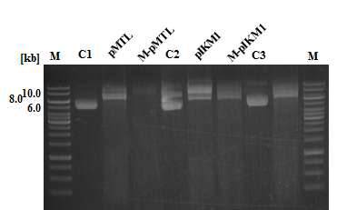 Clostridium sp. AWRP-C17 균주의 endonuclease 활성 검증