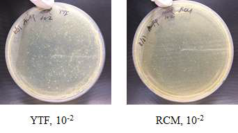 Clostridium sp. AWRP-C17 균주의 콜로니화 테스트