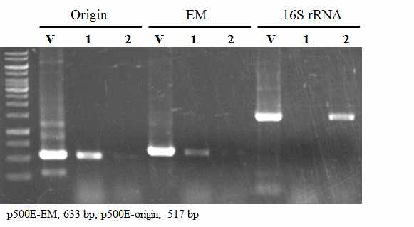 pMTL500E의 Clostridium sp. AWRP-C17 도입 및 PCR 분석