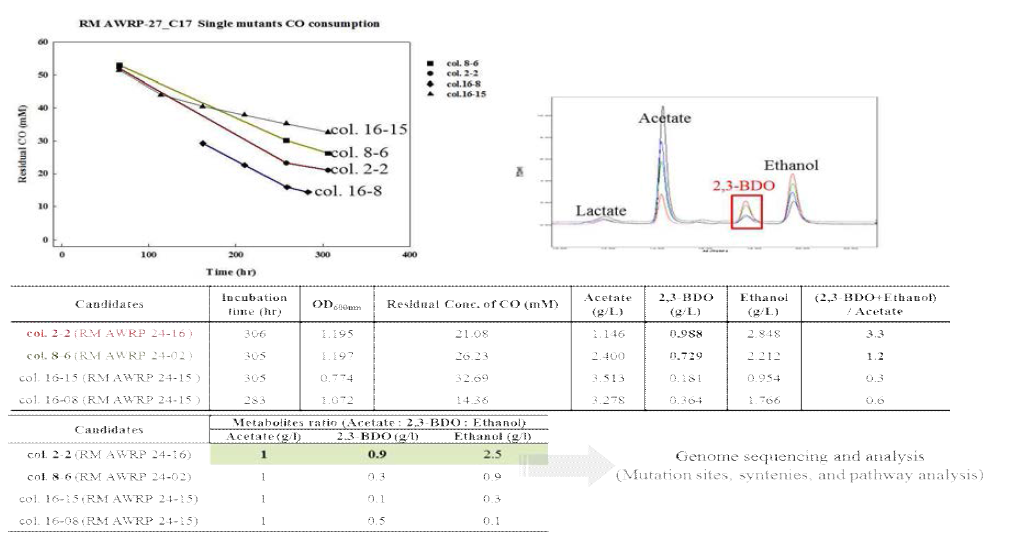 순수 분리 돌연변이 균주들의 성장 및 대사산물 분석