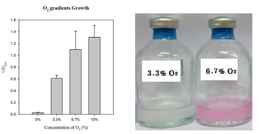 Autotrophic growth with O2 gradients of wild-type R. eutropha NCIMB11599 (left) and color change in the culture broth of R. eutropha with initial oxygen concentrations after 120 h of cultivation (right).