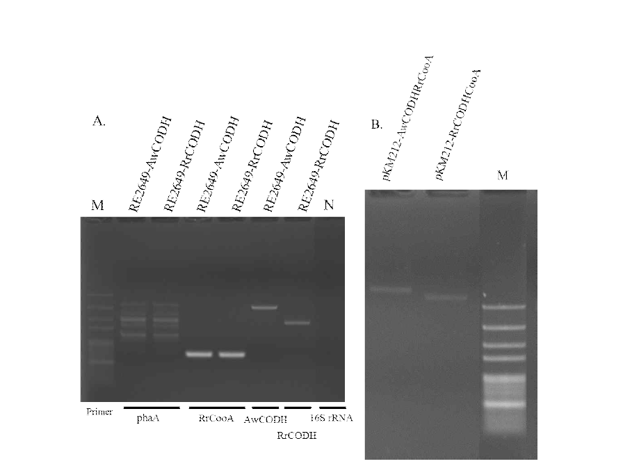 Ralstonia eutropha transformation results :(A) colony PCR, (B) plasmids extraction