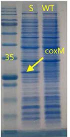 SDS PAGE analysis (WT: R. eutropha　KCTC2649, S: R. eutropha KCTC2649 (pKM212-PsCoxSML)