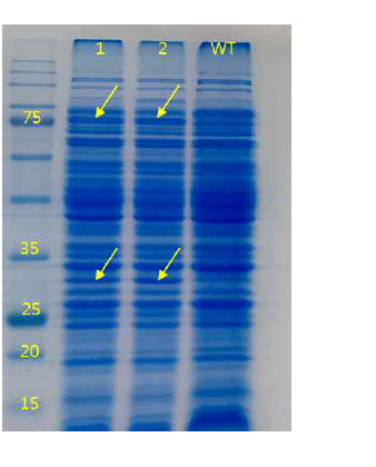 SDS Page analysis of E. coli XL1-Blue expressing OcCoxSML under tac promoter grown in LB medium.