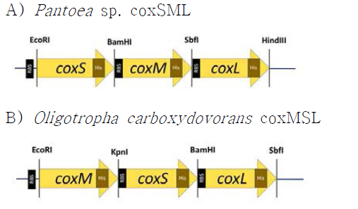 Insertion of RBS site in the cox operon