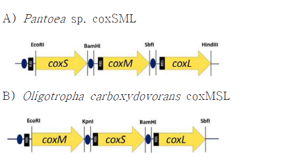 Insertion of tac promoter in the cox operons