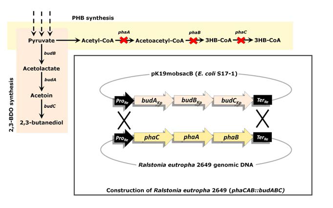 Chromosomal Integration of budABC operon in R. eutropha 2649