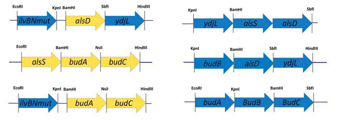 Synthetic operon for the production of 2,3-BDO. Blue arrows: already constructed