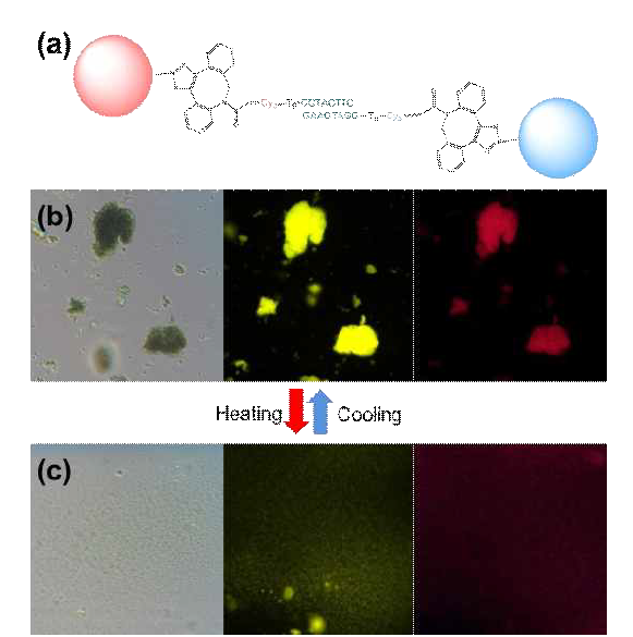(a) DNA가 코팅된 단량체와 미셀을 이용하여 만든 입자(DNA-polyNP)들의 DNA의 상보결합에 따른 자가 조립 모식도. (b,c) 온도 변화에 따른 입자들의 결 합과 분리의 관찰. (좌) 광학 현미경 측정 이미지와 (중) Cy3, (우) Cy5 형광물질 방출 이미지.