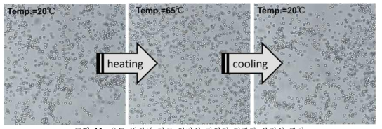 온도 변화에 따른 입자의 가역적 결합과 분리의 관찰