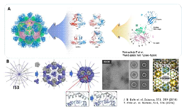 (A) 바이러스 껍질의 구조와 형성 원리 (B)단백질 두가 지를 이용하여 단백질로 이루어진 나노 캡슐 구조가 형성 원리과 얻어지 캡슐의 전자현미경 사진.