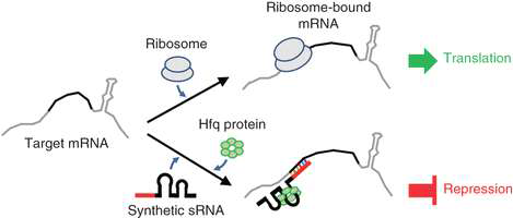 RNAi를 이용한 균주 개량의 원리