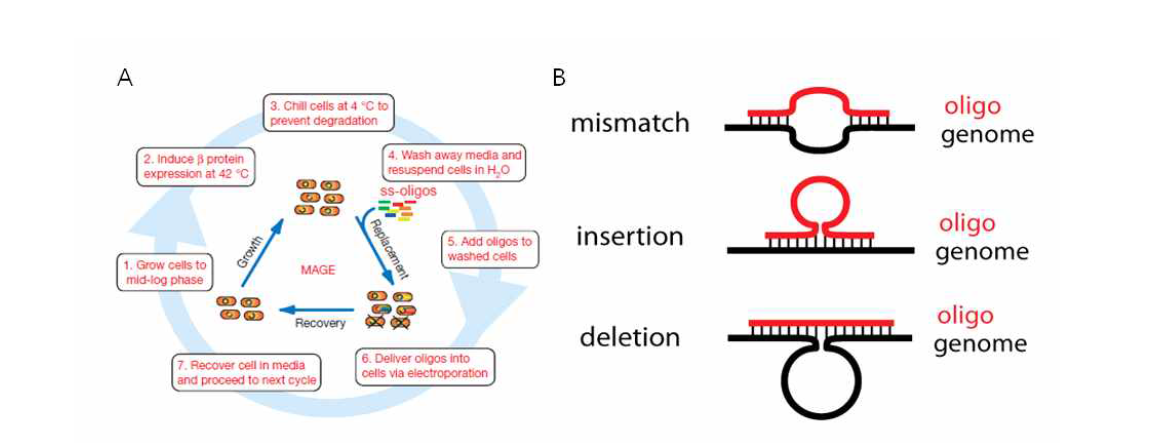 MAGE를 이용한 게놈에디팅 방법