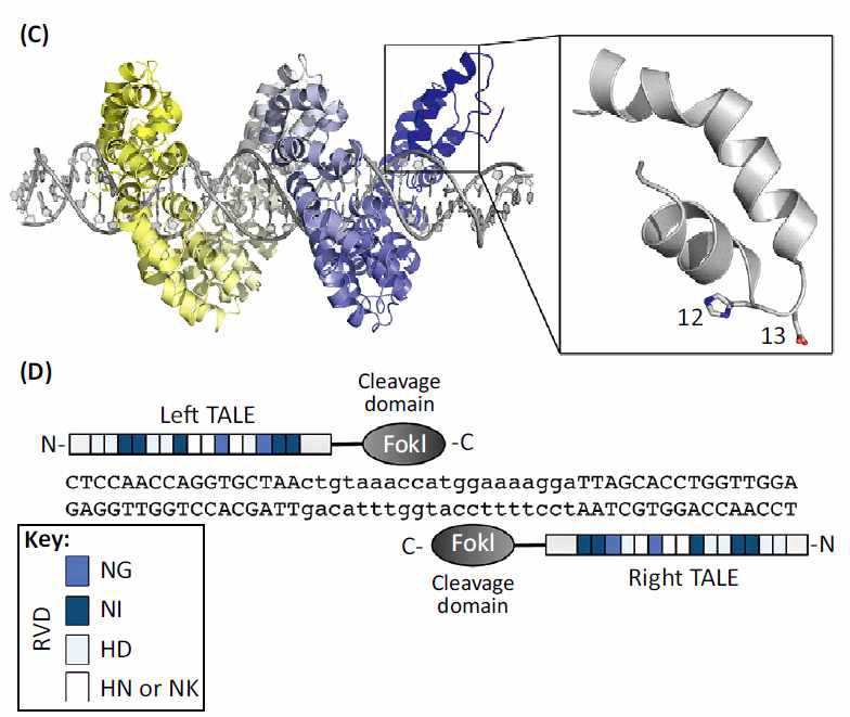 TALEN의 구조와 작용기작