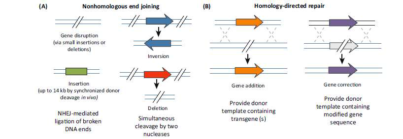 nuclease에 의해 절단된 DNA 수복과정에 따른 게놈에디팅 (11) (5)