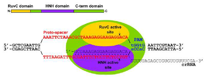 CRISPR/cas9의 도메인