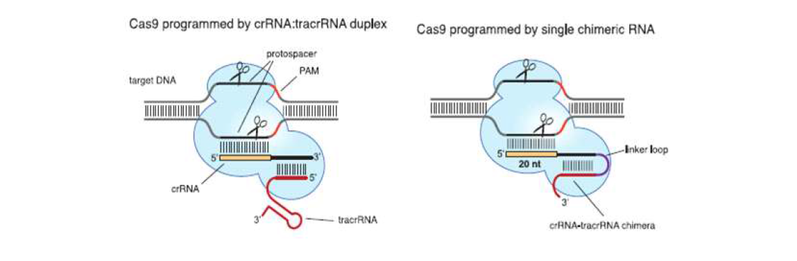 CRISPR/Cas RNA chimera의 작동 기작