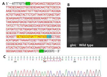 glnL 낙아웃 돌연변이