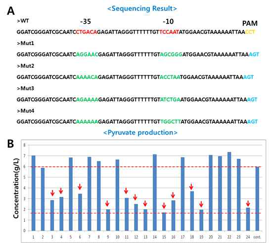 dhaD 유전자의 프로모터 염기서열 돌연변이와 피루브산 생산량변화