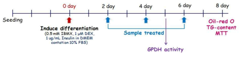 Experimental set up to examine lipid accumulation in 3T3-L1 preadipocytes.