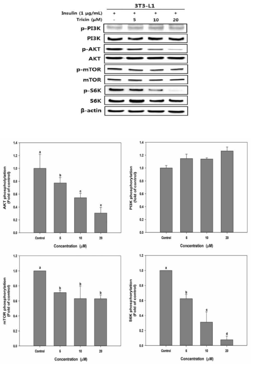 Effect of tricin on phosphorylation of PI3K, AKT, mTOR, and S6K in 3T3-L1 adipocytes.