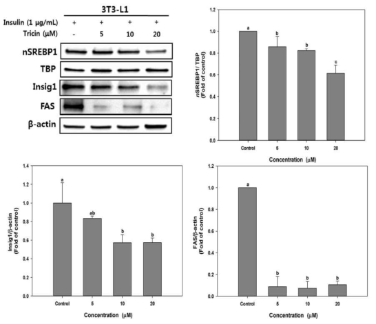 Effect of tricin on SREBP-1, Insig1 and FAS protein expressions in 3T3-L1 adipocytes.