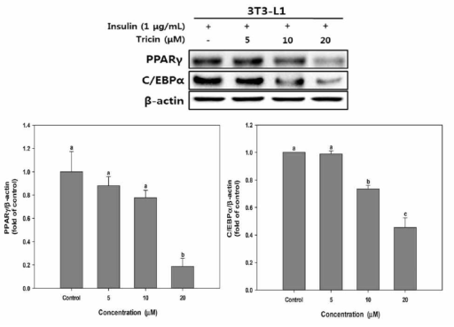 Effect of tricin on PPAR-γ and C/EBP-α protein expression in 3T3-L1 adipocytes.