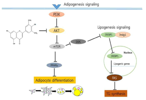 Mechanism of action of anti-obesity effect mediated by tricin.