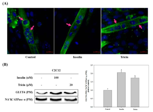 Effect of tricin on GLUT4 translocation (A) and expression level of GLUT4 in plasma membrane of C2C12 myotubes (B).