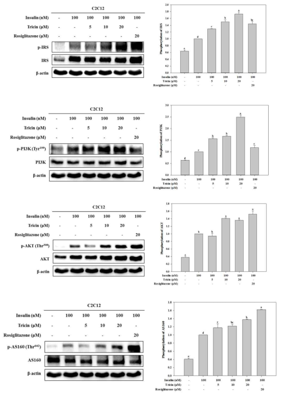 Effect of tricin on phosphorylation of IRS1, PI3K, AKT, and AS160 (D) in C2C12 myotubes.