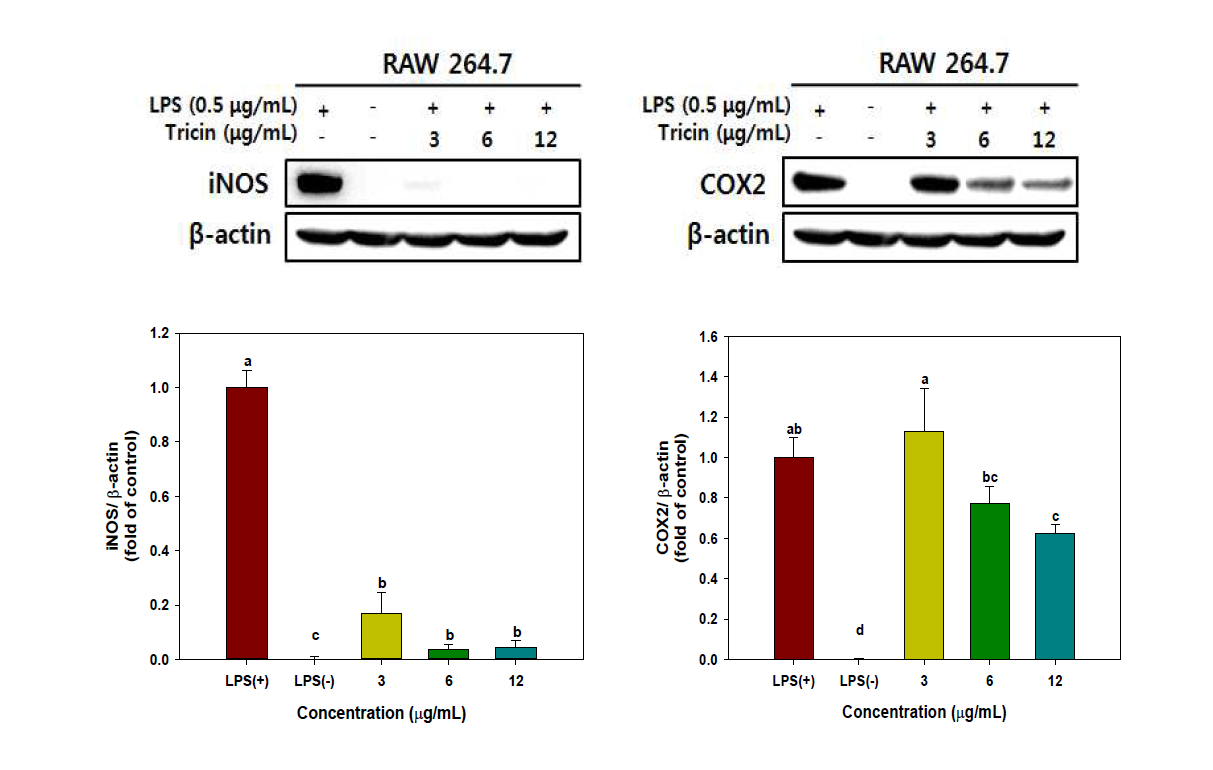 Effect of tricin on iNOS and COX-2 protein expressions in LPS-stimulated RAW 264.7 cells.