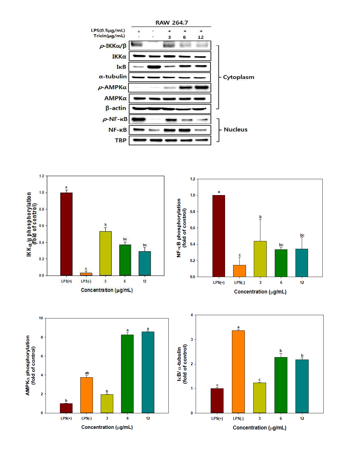 Effect of tricin on AMPK activation and NF-κB translocation in LPS-stimulated RAW 264.7 cells.