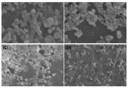 실리카 코팅 가돌리늄 표면에 골드 나노 입자를 표면 수식하여 코팅한 후 얻은 주사 전자 현미경 이미지.