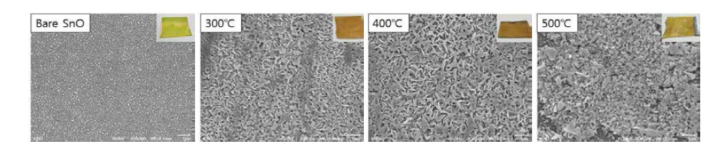 SnO 박막을 이용하여 공정 온도를 변화하며 Sulfurization한 박막의 SEM 결과.