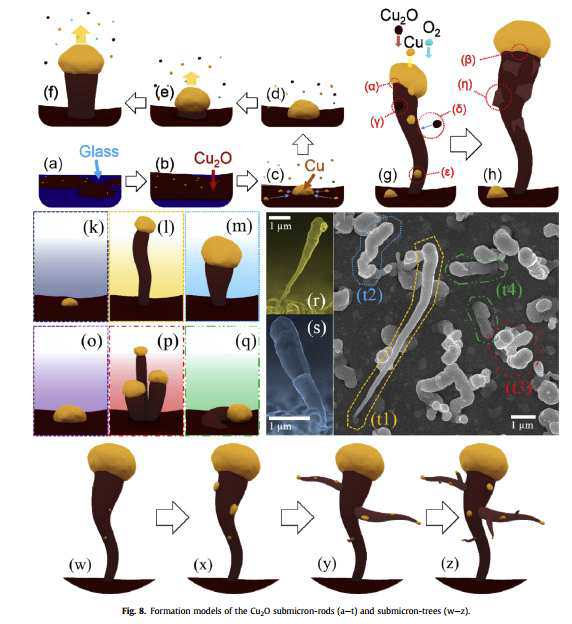 Cu2O submicron-rod 및 tree 의 형성모델.