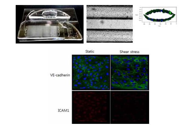 Microfluidic에서 배양된 뇌미세혈관 내피세포에서 media 속도에 따른 VE-cadherin의 발현