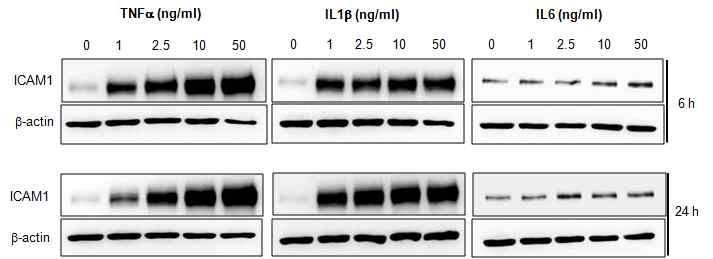 proinflammatory cytokines에 의한 ICAM1 단백질 발현 변화