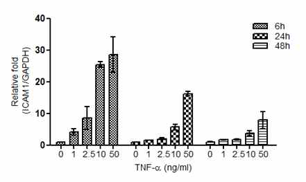 TNFα에 의한 ICAM1 mRNA 발현 변화