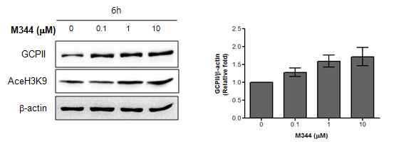 M344 처리에 의한 GCPII 발현 변화