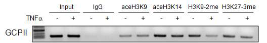 GCPII 프로모터내 히스톤 아세틸화 및 메틸화 변화 관찰
