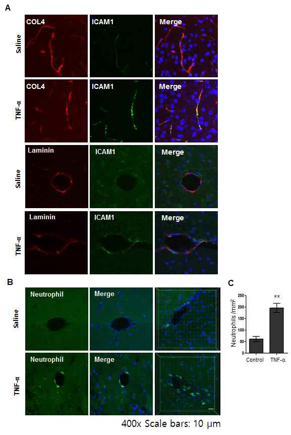 TNF-a 투여한 동물의 뇌에서 ICAM-1 발현 변화
