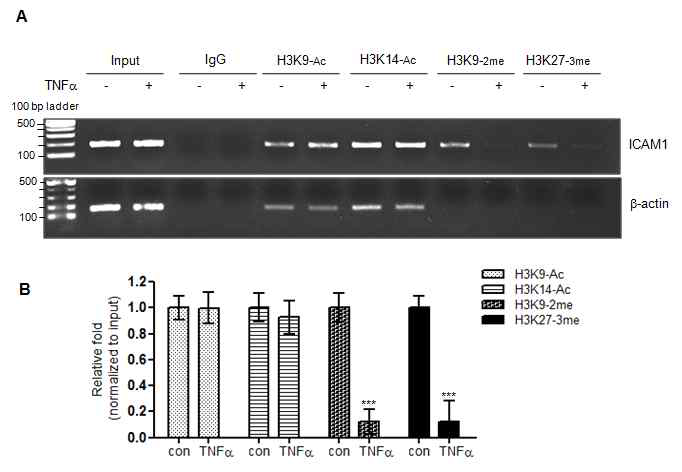 TNFa가 ICAM1의 프로모터 내 histone modification에 미치는 영향