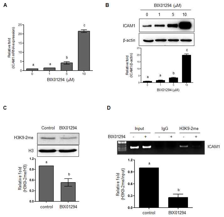 BIX01294가 ICAM1의 mRNA 및 단백질 발현 변화에 미치는 영향.