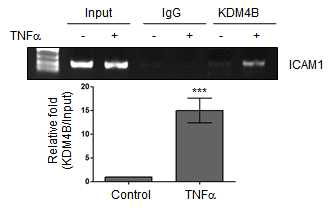 ICAM1 프로모터내 KDM4B의 결합