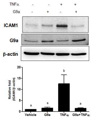 G9a 과발현에의한 ICAM1 발현 변화