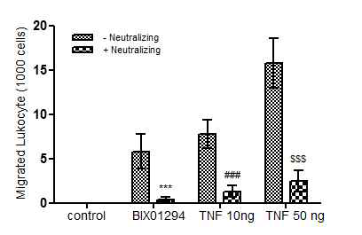 ICAM1에 의한 leukocyte transmigration 조절