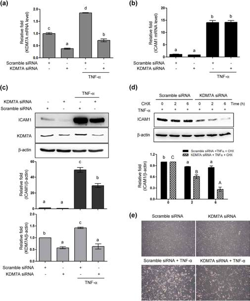 KDM4BsiRNA 또는 KDM4 저해제 ML324는 TNFa에 의한 ICAM1과 neutrophil infiltration의 증가를 억제함.