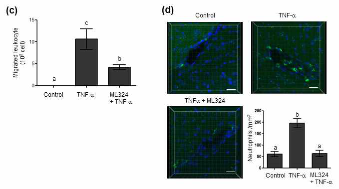 KDM4B 저해제 ML-324에 의한 neutrophil infiltarion 효과